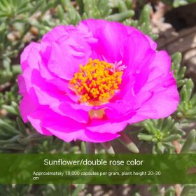 Double-petal SUNFLOWER Colorful Grow Up Easily Indoor And Outdoor Potted Seeds (Option: Rose Red-250g)