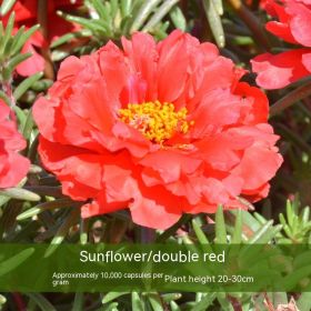 Double-petal SUNFLOWER Colorful Grow Up Easily Indoor And Outdoor Potted Seeds (Option: Red-500g)